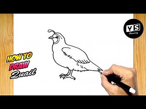How to draw a Quail