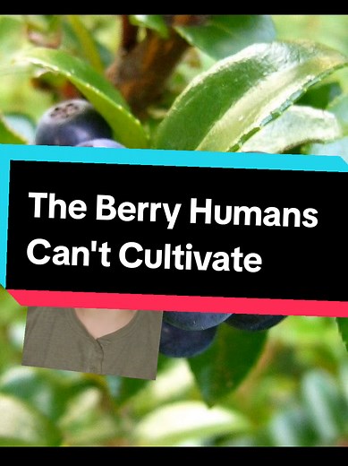 Understanding Huckleberries: Nature's Uncultivated Treasure