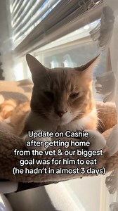 update on our cashie 💚 #catlover #sickcat #catsoftiktok #vet | Cashie&Almond