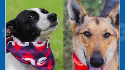 Meet this week's perfect pets: Faline and Lacey!