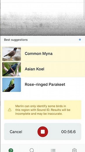 Merlin Bird ID App | Detecting Bird Name | Biodiversity of Birds | Education | #birds #birdsounds