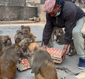 35K views · 1.4K reactions | Monkeys are omnivores, which means they eat both plant-based foods and also animal-based ones, which includes eggs but they didn't like boiled egg | Feeding Animal | Facebook