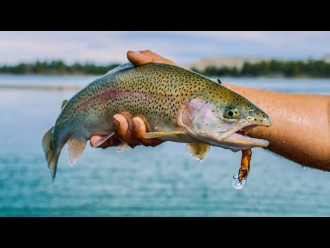 California Fishing Nearly Broke Me | 2400 mile fishing road trip.