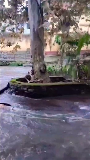 ORIZABA ZOO.VER.MEX.