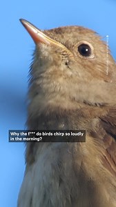 39K views · 420 reactions | It's that time of year again when birds start chirping before sunrise — but WTF are they actually doing? 樂 | NowThis | Facebook