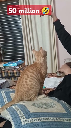 #youtubeshorts #cat #shortsfeed #funny #pets #mastimoment