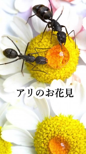 アリのお花見は楽しかった！🐜🌸💕 #会社でアリを飼う #昆虫 #ペットのいる暮らし #蟻 #ザ・アンツ