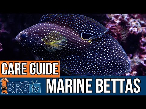 Marine Betta Care Explained!
