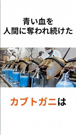 カブトガニは青い血を人間から奪われ続けていた？ #雑学 #豆知識