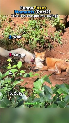 Funny Fox Moments Part 2 😂 #algorithm #funny #fypシ