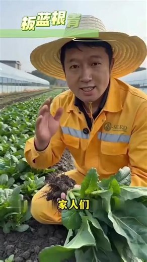 亲手种下一片蒲公英，既能收获鲜嫩食材，又能静待花开吹风飘散，治愈又有烟火气 #蒲公英 #种植治愈生活