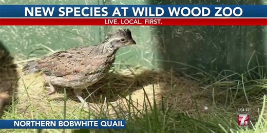 New Species at Wild Wood Zoo