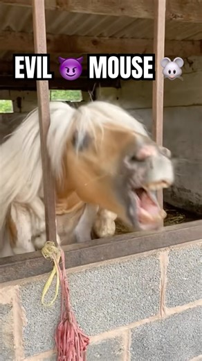 Mouse does not like other stallions! #horse #equestrian #horsegirl #horseriding #pony #evil