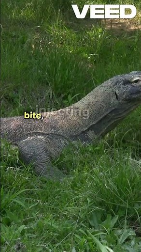 Komodo Dragon vs Python: Who Would Win in a Fight? (Ultimate Showdown) #facts #animal #predator