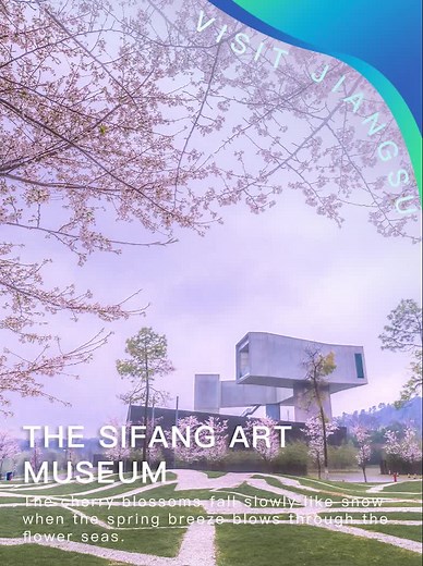 Sifang Art Museum Cherry Blossoms Experience