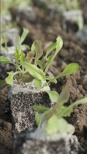 The EZY-Plant soil blocks planter