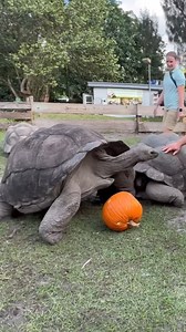 90K views · 1.3K reactions | What does our giant tortoise do with a giant pumpkin?  | Florida Iguana and Tortoise Breeders | Facebook