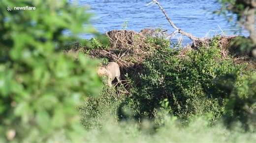 5.2K views | Angry Hippo Attacks Lion Stranded On Rock In Middle Of River | Funny Videos Factory | Facebook