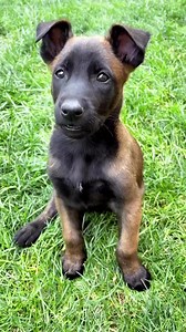 #puppy #puppylove #belgianmalinois #malinois #love #dog #dogs #dogsofinstagram #animal #animals #cute #video #reels #reelsinstagram #reelitfeelit #instadaily #instalike #instagram #trendingreelsvideo #gingermalinois #malinoisofinstagram #petsofinstagram #malinoislovers #guarddogs #dog #k9dogs #shepherd Belgian Malinois Puppies Belgian Malinois Puppies @topfans | Belgian Malinois Puppies