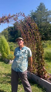 Vertical Gardening Tips #verticalgarden #trellis #cattlepaneltrellis #garden #gardening | Hudson Valley Seed Co.