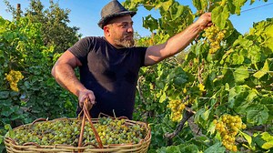 1.3M views · 10K reactions | Harvested a very tasty, homemade grape crop! Cooking Natural Sweet Grape Syrup with My Daughter Princess ❤️ | Kanan Badalov | Facebook