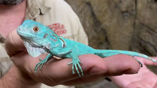 Breathtaking blue iguana! Unique species