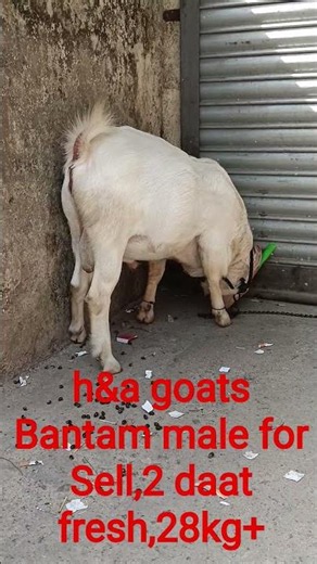 Premium Bantam Male Goat For Sale! 🐐✨ | Active & Healthy Bantam Breed. 9820414773