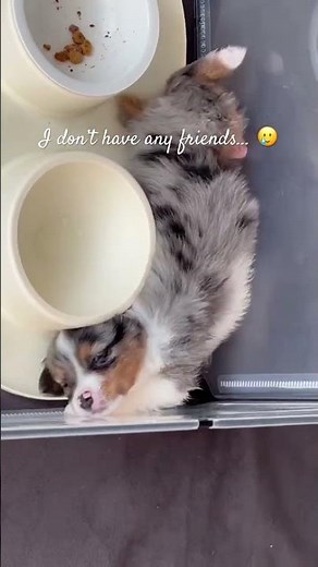 Say Hi to Joy!! 🥹 #shorts