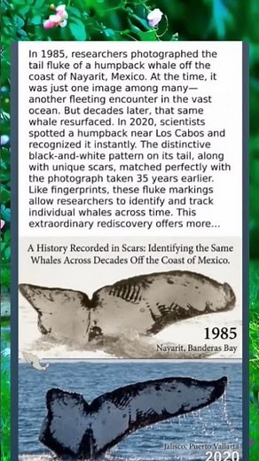 Same Tail, Same Whale - A Humpback's 35-Year Encore Off Mexico