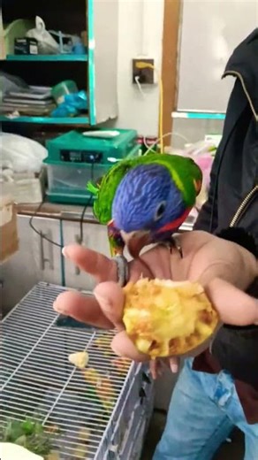 Lorie parrot hand team beautiful #birds #birdvlog #parrot #trending #viral