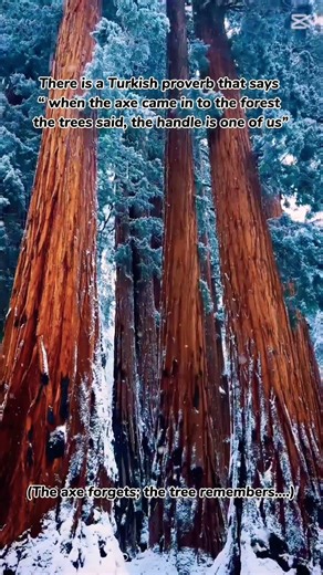 Turkish quotes#turkish#quotes