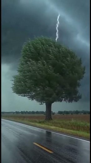 WARNING: Intense Storm Caught on Camera | Multiple Lightning Strikes Split a Tree in Seconds.