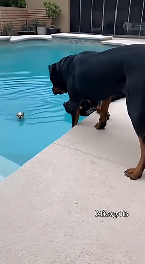 'Rottweiler Gets_Tired of the Chihuahua and Tosses Him Into the Pool 🐕‍🦺😑🐶💦😂 #dog #funny #funnydogs #AI #chihuahua #rottweiler 🚫 You do not have the right to take or repost my videos. It has permission from me, the owner. ⚠️ | Mizopets