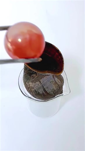 Apple Snail Treatment with Hot Iron Ball