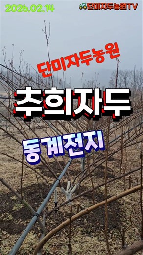 단미자두농원 - 추희자두 동계전지 시작합니다 (2026.02.14) #자두나무 #자두 #추희자두 #다주지수형 #동계전지