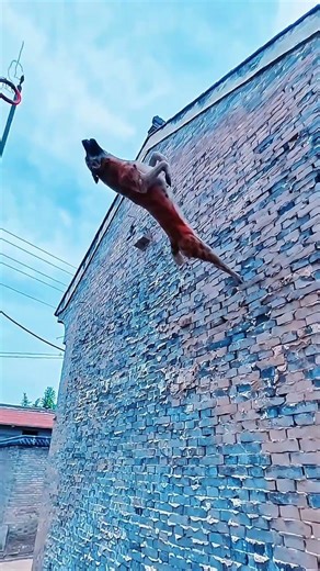 Dog high power jump at the wall, its amazing stunt. do not try at home