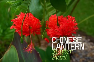 Chinese Lantern Hibiscus - Hibiscus Schizopetalus - Live Rooted Starter Plant - Exotic Tropical Blooms - Etsy