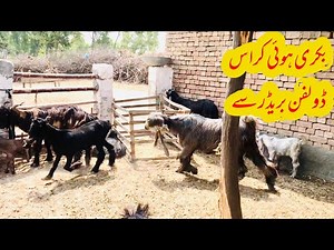 Maximizing Goat Breeding Season: Essential Tips for Successful Goat Farming