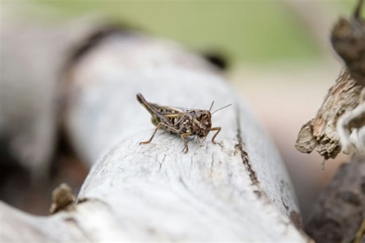 Grasshopper Swarm Hits Vegas, Has Neighbors Bracing for Scorpion Surge