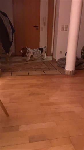 Funny Basset Hound Moments