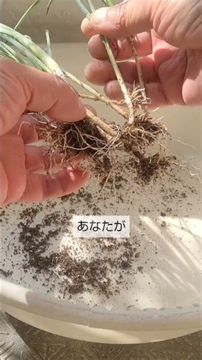 9/20【葉ネギ】植付け こうして植付けすると ドンドン増えて1年中の収穫が永久に続きます