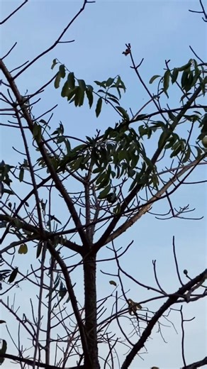 ដើមរកាដែកនៅTreehouseរីកតាមពិតចាំស្វាគមន៍លោកឯកឧត្តមបណ្ឌិតជាមួយLove at first sightសោះ ចឹងបានយូរហើយមិនដែរមានផ្កាមកផ្កាចំពេលល្អម៉េស? | The Tree House/ ផ្ទះដេីមឈេី