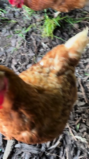 Lady Vi’s Intimidating Big Comb