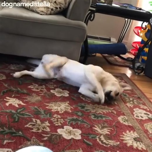 Furricane Stella | Stella Dog