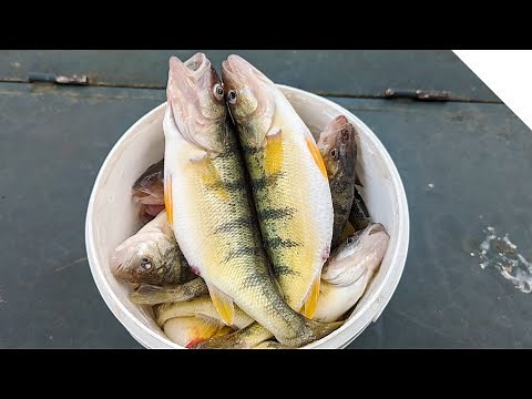 Using Minnows to catch perch - sharing techniques and tips