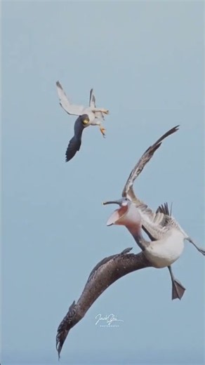 Peregrine Falcon Attacks Giant Pelican Mid Air! 🦅💥