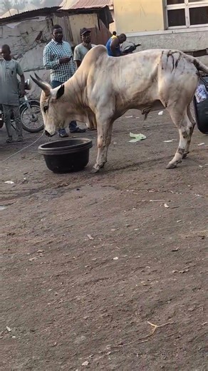 Aggressive cow 😳 | Fusatacciyar Saniya