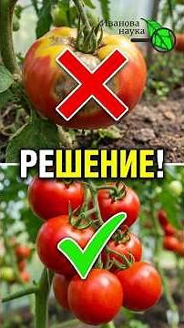 🍅 GIVE YOUR TOMATOES THIS IN AUGUST! ALL TOMATOES WILL RIPEN FAST and TASTE GREAT! How to properl...