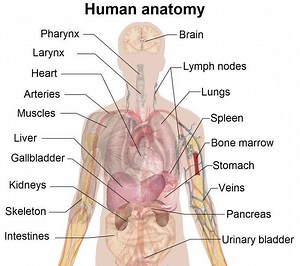 Human body - Alchetron, The Free Social Encyclopedia