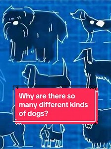 Exploring the Diversity of Dog Breeds and Sizes